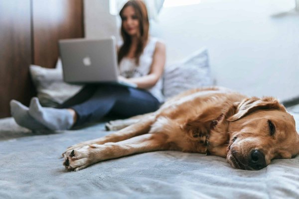 How Can UK Property Markets Adapt to the Increasing Demand for Pet-Friendly Apartments?